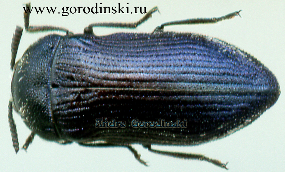 http://www.gorodinski.ru/buprestidae/Acmaeoderella obscura.jpg